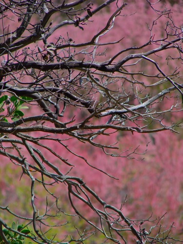 Bare Branches and Pink Blossoms
